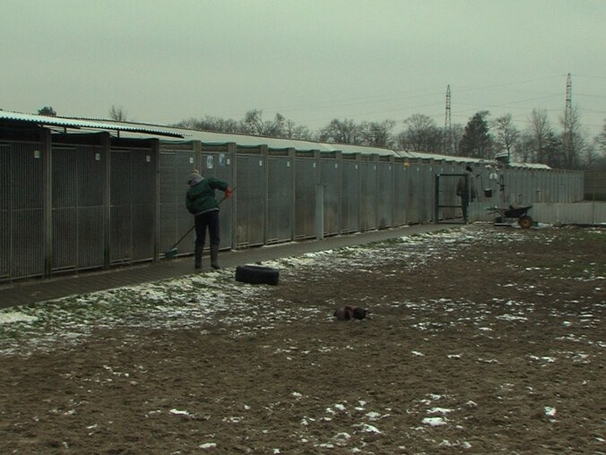 Skarga Animalsów w sprawie schroniska w Pile - grafika