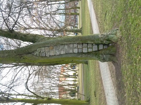 Złotowska odpowiedź na "lex Szyszki"? - grafika