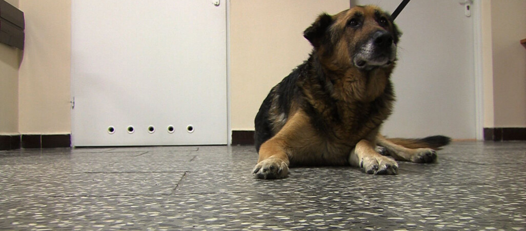 Jaka jest prawda o pilskim schronisku?