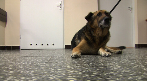 Jaka jest prawda o pilskim schronisku? - grafika