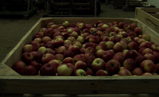 PSL wspiera sadowników