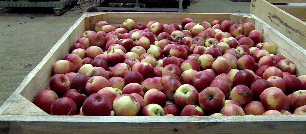 PSL wspiera sadowników