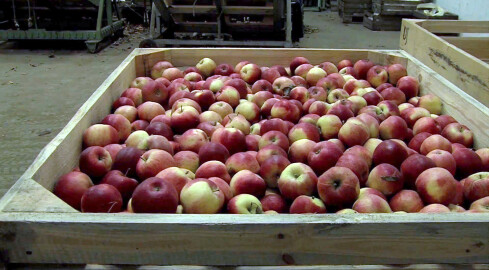 PSL wspiera sadowników - grafika