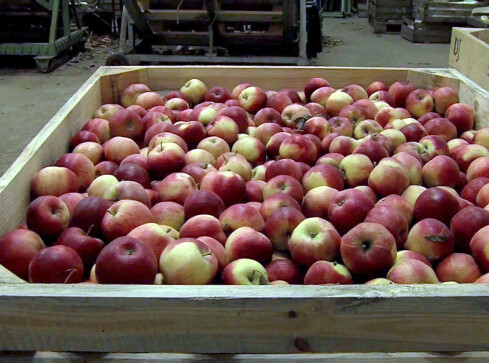 PSL wspiera sadowników - grafika