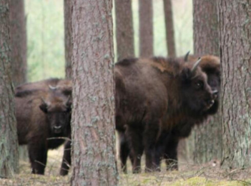 Stado żubrów wędruje po Nadleśnictwie Krzyż - grafika