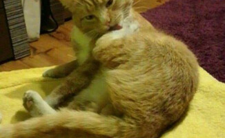 Zaginął kotek z Podlasia z Piły