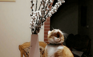 Zaginął kotek z Podlasia z Piły