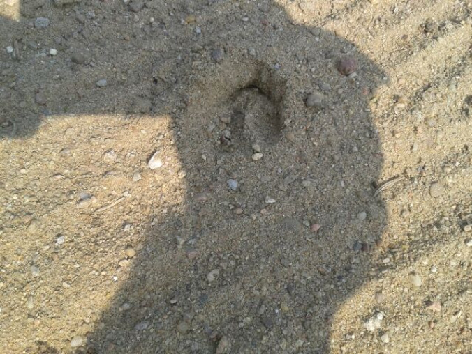 Sarny zjadają kwiaty na cmentarzu? - grafika