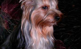 Zaginął 13-letni york. Właściciele proszą o pomoc