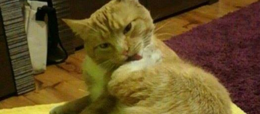 Zaginął kotek z Podlasia z Piły