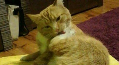 Zaginął kotek z Podlasia z Piły - grafika