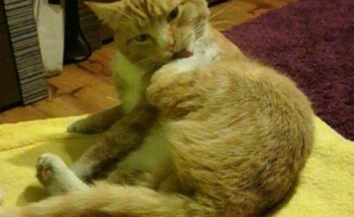 Zaginął kotek z Podlasia z Piły