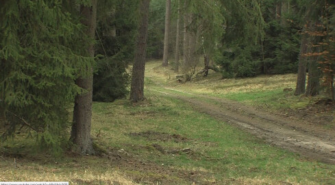 Pijany grzybiarz ugrzązł w bagnach - grafika