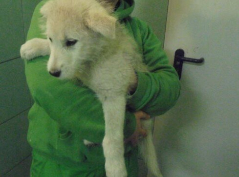 Teraz łatwiej znajdziesz psa, jeśli się zgubi - grafika