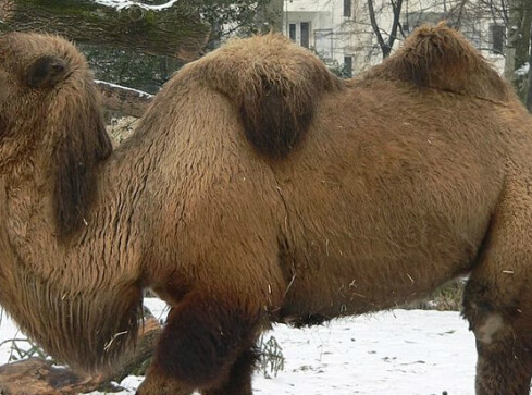 Kolejny inwestor w pilskiej strefie!  [Prima aprilis] - grafika