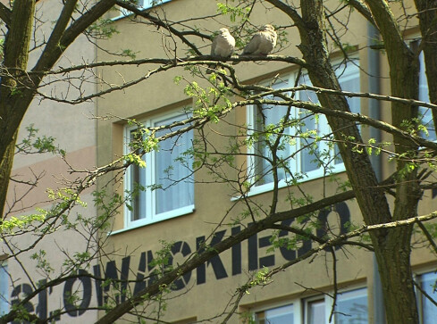 Przemoc w rodzinie czy konflikt sąsiedzki? - grafika