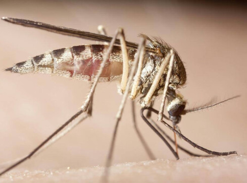 Walkę z komarami czas zacząć - grafika