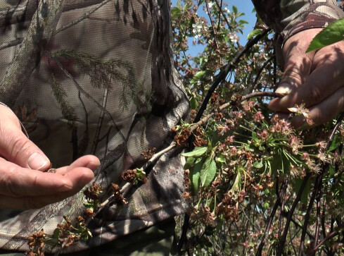 Klęska w sadach - grafika