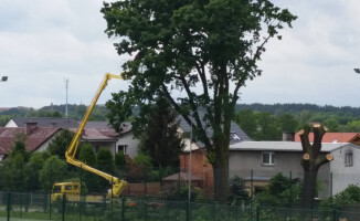 Wycinka starych dębów w Pile. Zgodnie z prawem?