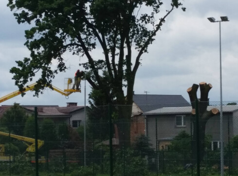 Wycinka starych dębów w Pile. Zgodnie z prawem? - grafika