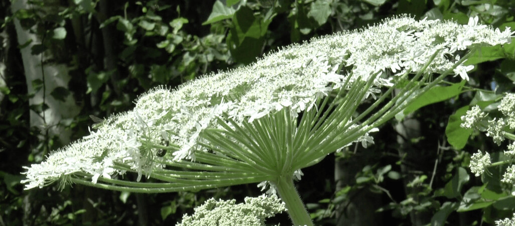 Barszcz Sosnowskiego znów groźny