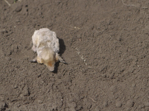 Biały kret! Kreta albinosa znaleziono pod Piłą - grafika