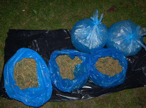 Zlikwidowali plantację narkotyków - grafika