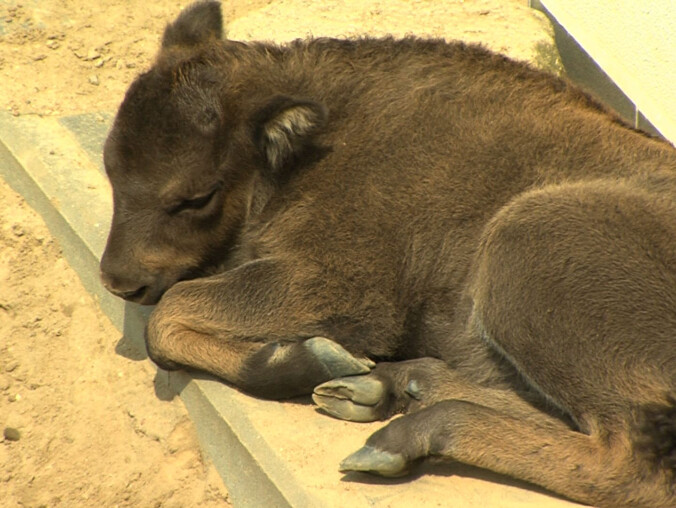 Wojsko adoptowało małego żubra - grafika