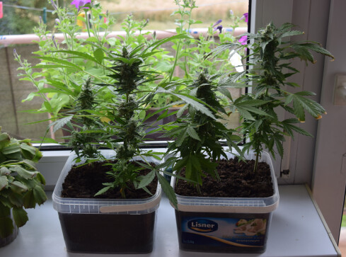 Mała parapetowa plantacja marihuany - grafika