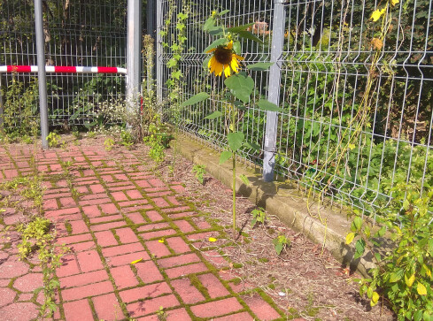 Słonecznik rośnie... na chodniku - grafika