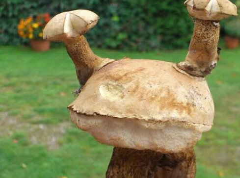 Taki okaz! Grzyb z rogami? - grafika