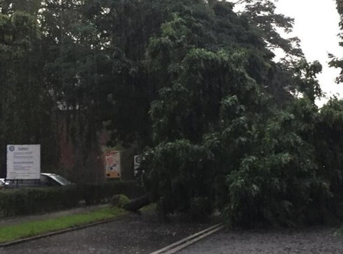 Powalone drzewa po ulewie w Pile: na Browarnej i Andersa - grafika