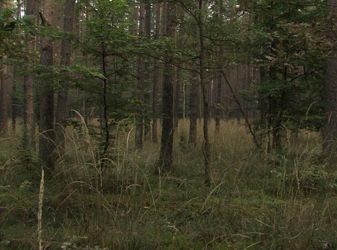 Poszedł wczoraj rano na grzyby i do teraz nie wrócił  [aktualizacja - grafika