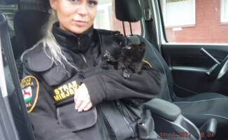 Trzy małe kotki wyciągnęli z rzeki strażacy i strażnicy