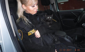 Trzy małe kotki wyciągnęli z rzeki strażacy i strażnicy