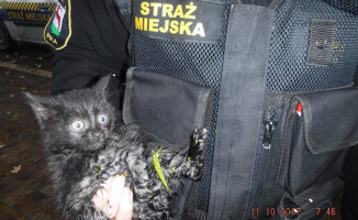 Trzy małe kotki wyciągnęli z rzeki strażacy i strażnicy