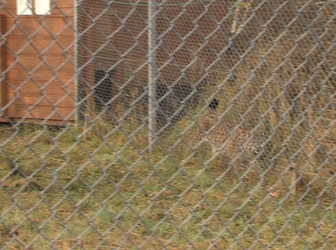 Dwa kolejne rysie w Jabłonowie - grafika