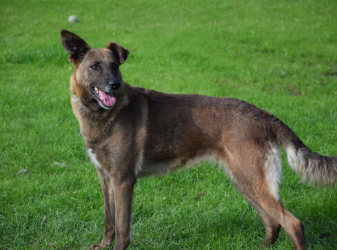 Przygarnij Burka i wiele innych imprez - grafika