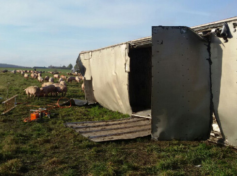 Strażacy uwolnili sto świń z przewróconego TIR-a - grafika