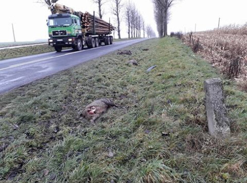 Martwe dziki na drodze [UWAGA - drastyczne zdjęcia] - grafika
