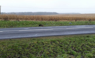 Martwe dziki na drodze [UWAGA - drastyczne zdjęcia]