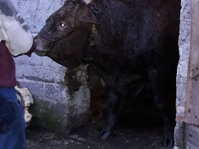 Uratowany byk - grafika