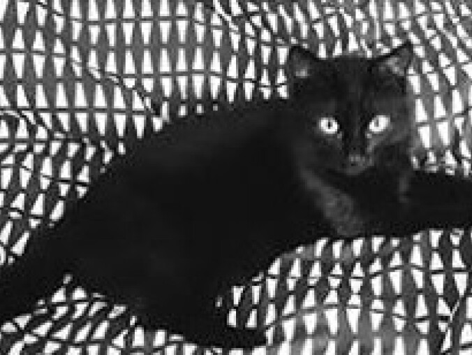 Zaginęła czarna kotka w Pile - grafika