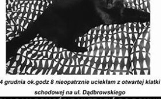Zaginęła czarna kotka w Pile