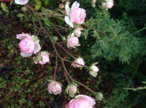 Zimowy ogród pani Marii - grafika