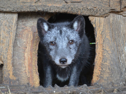 W sobotę happening na deptaku - Dzień Bez Futra - grafika