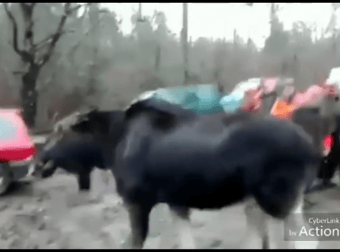 Łoś spaceruje pomiędzy myśliwymi - grafika