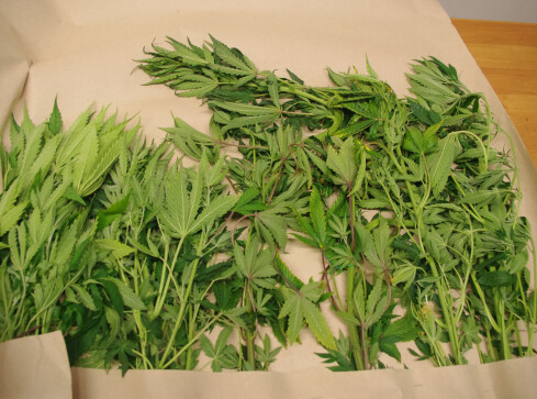 Uprawiał konopie w szafie - grafika