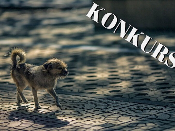 Konkurs na nazwę i logo Schroniska dla Zwierząt - grafika