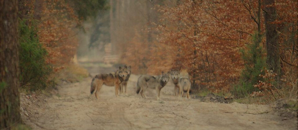 Wilki i królewskie żurawie w naszych lasach
